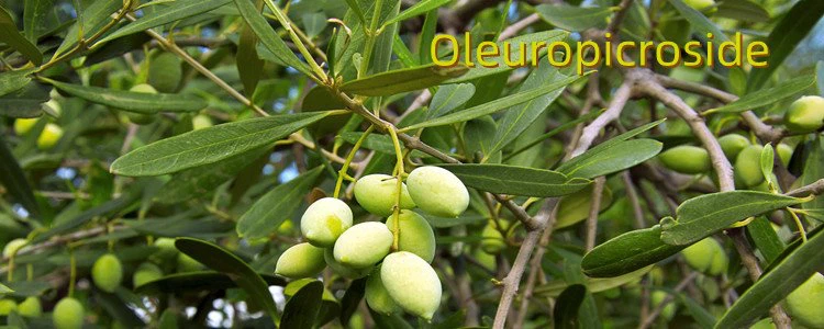 Olive Leaf Extract Powder.png